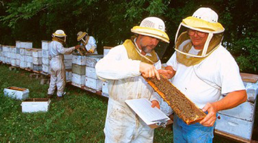 Bee Population Decline