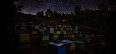 famous modern beekeepers