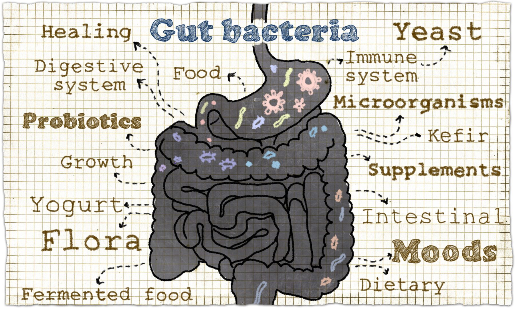 gut microbiome profile