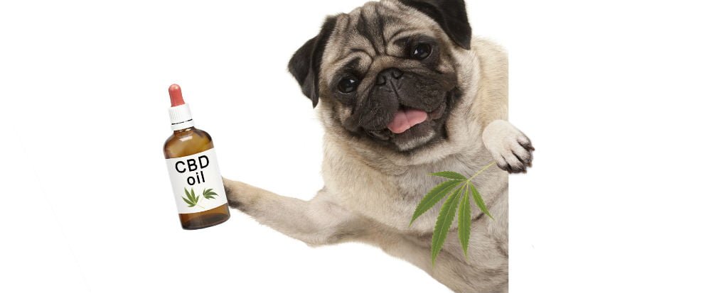 benefits cbd oil for dogs
