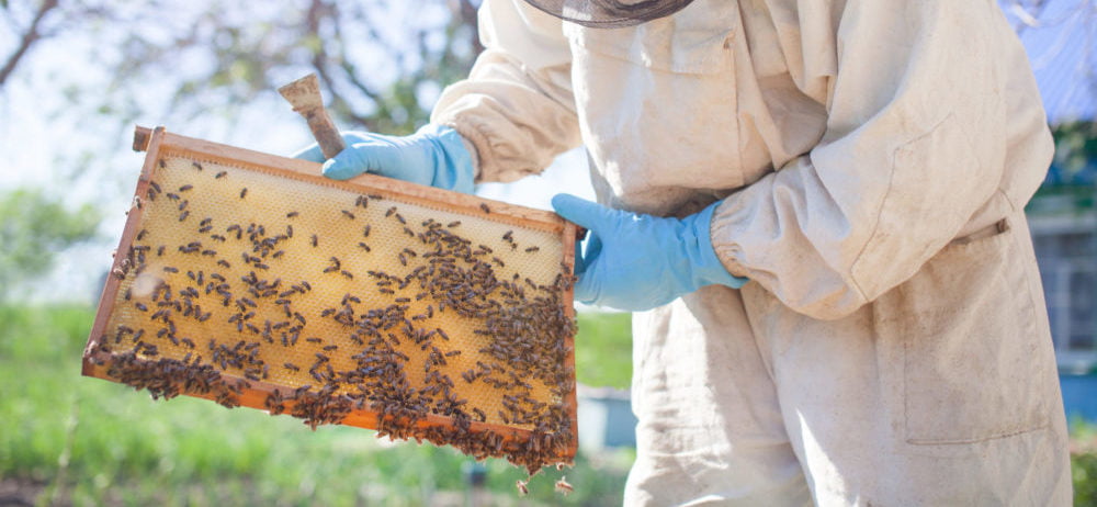 checking honey bee health for deformed wing virus