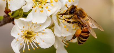 bee pollen health benefits