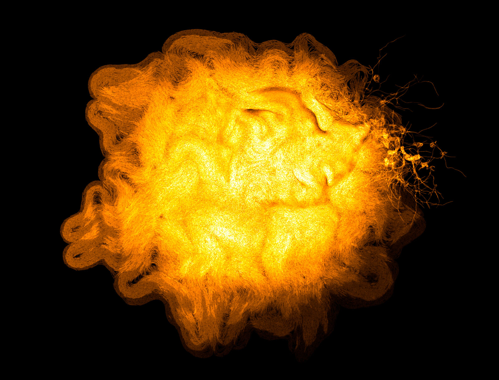 Golden branching Bacillus subtilis bacterial growth against a black background, photographed by confocal microscopy.