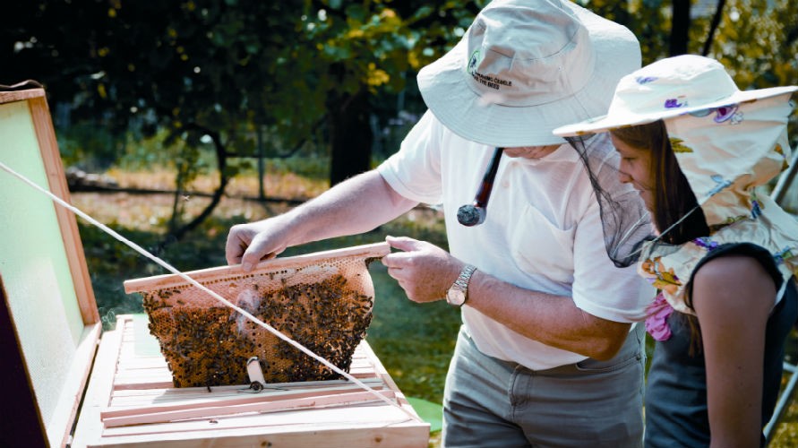 Pesticides and bees.. Systemic Pesticides were pedaled as a safe alternative to older type poisons, but it turns out they are way more deadly to our bees.